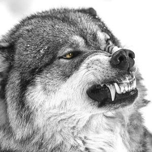 Meet your Posher, Dan